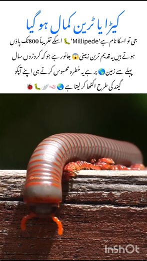 Meet the Millipede ant 🐜 amazing wildlife animal #millipede #naturefacts #wildlife #nature #shorts