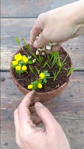 Potting up Crocus and Winter Aconite for Greenhouse or House Decor