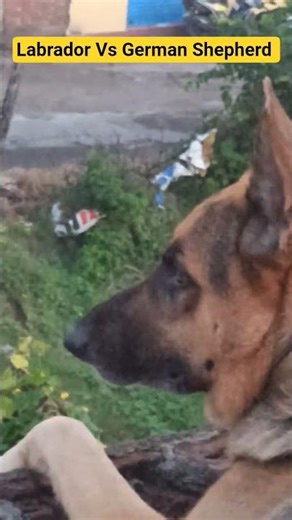 Labrador Vs German Shepherd #dogcomedy #labrador #gsd