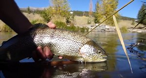 This is a Multi-Season Tour de Force of Fly Fishing in Colorado