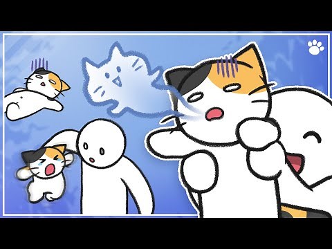 How To Pick Up Your Cat Properly | BEMYPET's Tips