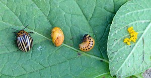 The Life Cycle of a Beetle