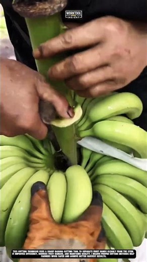 Banana Cutting Tool for Precise Stem Cutting and Fast Harvest Best for Farming #tool