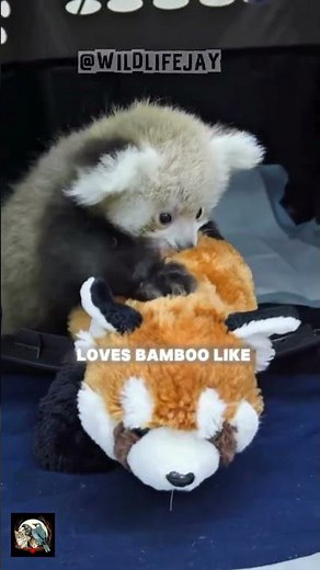 The Real Life Firefox