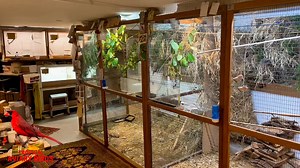 68K views · 1.6K reactions | Enjoy this virtual visit at Bird Breeder of Finches and Softbills, Henning Traenk, in Denmark朗 MUCH MORE LIKE THIS ON OUR YOUTUBE! #aviary | Tropical Aviary Birds - Torben Dehlholm | Facebook