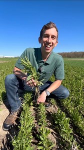 5.2K views · 14 reactions | A winter annual brassica related to canola, camelina is gaining interest as a #covercrop option due to its versatility and unique properties. Check out the full interview at realagriculture.com as we dive into some of the trials results. #CoverCrops #OntAg #Soybeans #Corn #CerealRye #CropRotation #Corn | RealAgriculture | Facebook