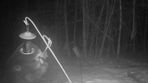 It's time to pull in those bird feeders. Black Bears are emerging from their winter nap . . . and they are hungry! This video was taken right here in Holderness last week! | Squam Lakes Natural Science Center