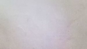 What's new at the zoo? San Antonio Zoo opened its newest habitat, Back from the Brink, for the tallest North American bird, the Whooping crane. In fact, San Antonio Zoo was instrumental in bringing this bird back from the brink of extinction because of their efforts in 1956 when the species was left with only 16 total Whooping cranes in the wild. | San Antonio Zoo