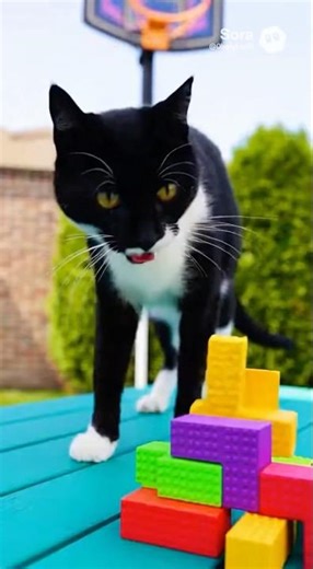 Tetris Cat Toy Commercial Made with Sora AI | #Fake #Funny #Commercial #Parody