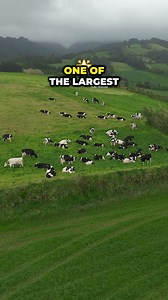 One of the LARGEST Dairy Farms over in Arizona! #dairyfarm #dairyfarming #dairycows #dairycow #farm #farms | I & B Ag Supply