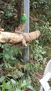 Orange fronted parakeet / kākāriki karaka named Pollen and Blossom were very interested in the new plantings being done in our aviaries. These hebes were grown on site by our wonderful gardening team and will provide delicious flowers for the birds, if they let them get to the flowering stage!!. | The Isaac Conservation and Wildlife Trust