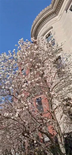 What spring looks like in Boston. ❤️ | Only In Boston