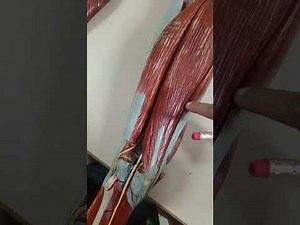 Muscles of the model of thigh and leg