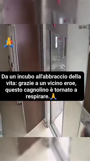 SOS CONSULENZE PER GATTI / CAT on Instagram: "♦️ Un vicino ha salvato la vita a un cane rimasto appeso al guinzaglio nell'ascensore di un palazzo a Villa Crespo, Buenos Aires. L'incidente è avvenuto quando la proprietaria è entrata in ascensore con il suo schnauzer, ma la porta si è chiusa prima che l'animale entrasse completamente. Il guinzaglio è rimasto incastrato e, salendo l'ascensore, il cane è finito sospeso in aria: ha iniziato a ladrare disperatamente per il dolore e la mancanza d'aria,