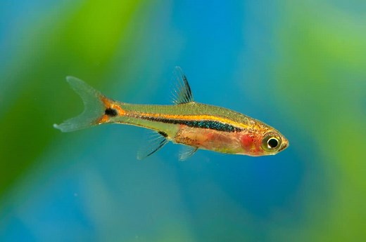 Exclamation Point Rasbora Care (Boraras urophthalmoides) - Fish Laboratory