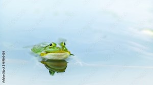 Frog swims in the water, croaking and inflating resonator pouches. HD 720p. Stock Video