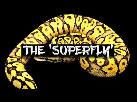 The 'Superfly' Ball Python