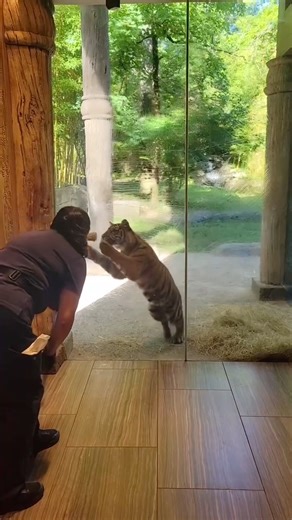 382K views · 6.8K reactions | Zara is a great su-paw-visor! 藍  Shoutout to our Facilities and Grounds teams for always keeping our Zoo looking pristine!   Keeper Stephanie | Nashville Zoo | Facebook