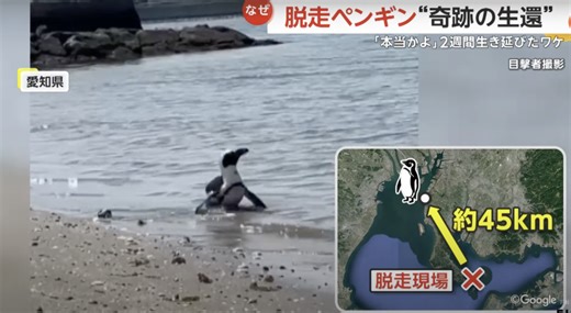 Runaway penguin home after 18-mile ocean adventure