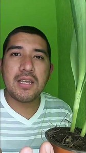 Como se Reproducen los TULIPANES #plantas #flores