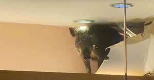 Wild boar runs amok in China children's shop