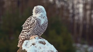 The Arctic Snowy Owl: Footage of a Rare, Solitary Bird of Prey