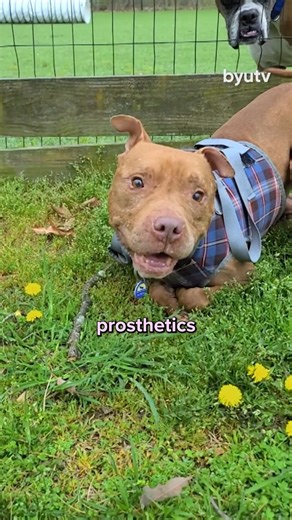 20K views · 825 reactions | Buddy Love didn’t always struggle to walk—but after surviving a case of animal cruelty, injuries to his front legs left him unable to stand properly. That all changed when Derrick stepped in. With a custom cart built just for him, Buddy is now standing tall for the first time—and proving just how strong his spirit really is.  #WizardOfPaws #WizardOfPawsTV #BYUtv #BionicPets | BYUtv | Facebook