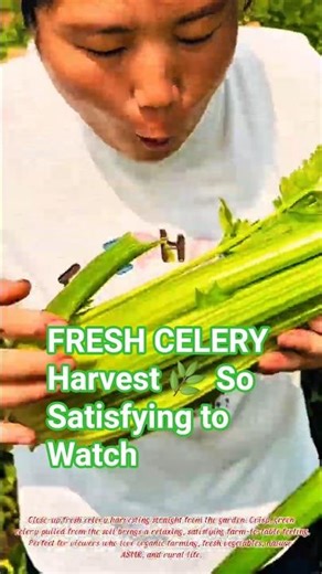 FRESH CELERY Harvest 🌿 So Satisfying to Watch #celery #satisfying #short