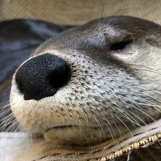 12M views · 382K reactions | Just some adorable otters living their absolute best life...簾 | Tyla | Facebook