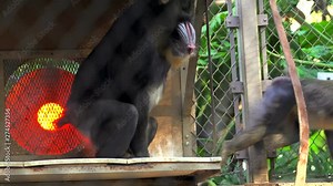 This video shows an alpha mandrill monkey male mating with a fellow female monkey in a monkey sanctuary.