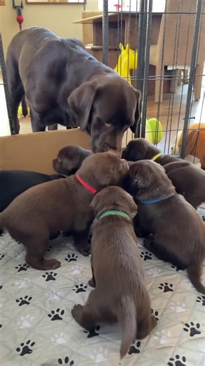 Meet our trio of love and loyalty! 🐾 These Labrador puppies — black, chocolate, and yellow — are ready to fill your home with joy, cuddles, and endless tail wags! 💛 They’re playful, gentle, and looking for their forever families. ✨ Message us today to adopt your new best friend! #LabradorPuppies #PuppyAdoption #AdoptDontShop #LabLove #DogLovers #PuppyLife #ForeverHome #CutePuppies | Labrador puppies for adoption in Nevada