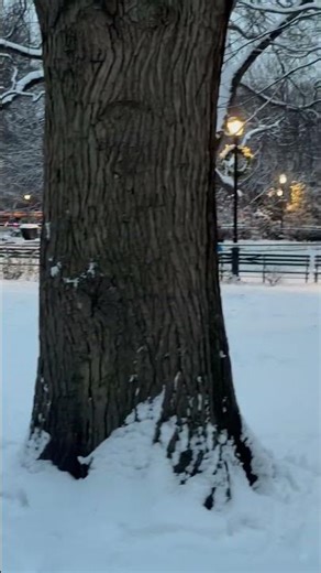 TOMPKIN SQUARE PARK ON SNOW #timesquarenewyork #newyorkcity #tompkinsquarepark