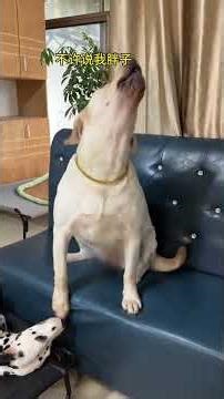 The dog that is moldy seems to be watching a lively scene. # This dog looks like a human. # Pet