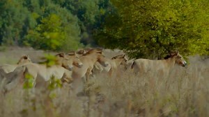 9K views · 415 reactions | We're going inside the Chernobyl exclusion zone Tue 10/9c! #LifeAfterChernobyl | Animal Planet | Facebook