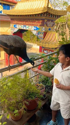 21 January 2026 #nature #birdingparadise #lovesong #flowers #birdsong #garden #lovemusic #love