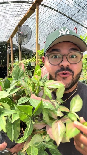 Optimal Sunlight for Healthy Houseplants