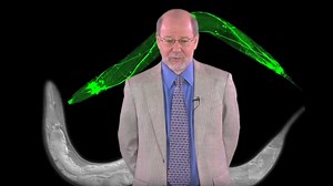 Discovering Programmed Cell Death