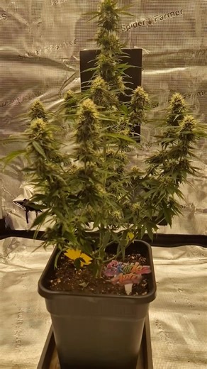 Skittlez Auto 🌈🍬 Week 8