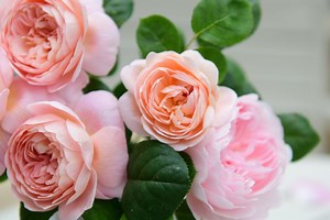 How to prune roses