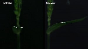 71K views · 789 reactions | New research examines the beautiful but dangerous “tiny tornadoes” that form when raindrops hit the leaves of rust-infected wheat plants. Learn more in ScienceAdviser, our daily newsletter: https://scim.ag/5Wq | Science | Facebook