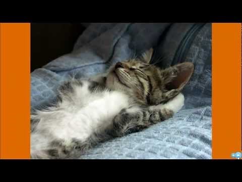 Funny Sleeping Animals | Cute Sleeping Animal Pix | Video of Funny Animals Sleeping