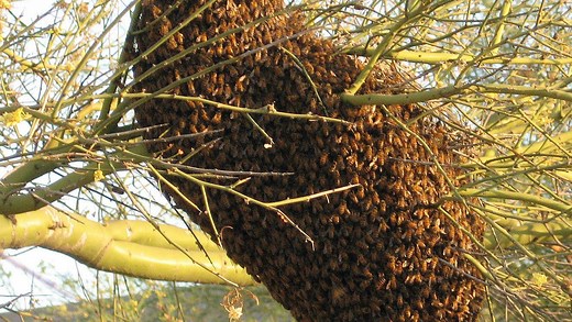 Large bee swarms not uncommon in Arizona, bee expert says