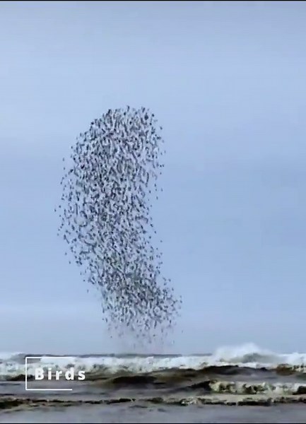 Mesmerizing Bird Murmuration on the Beach