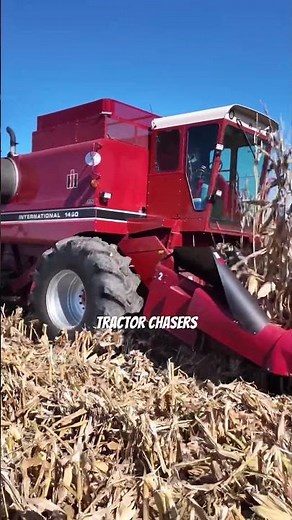 IH 1460 Combine Harvesting Corn #tractorvideo #cornharvester #farmequipment