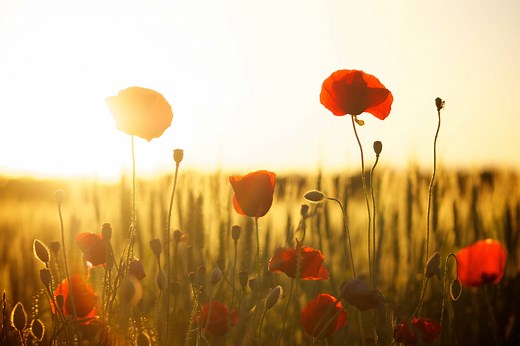 Remembrance Day Activities and Resources for EYFS Children