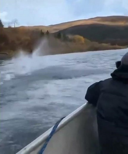 Moose running across the river - on the water