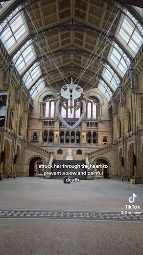 Did you know this story of Hope the whale? 🐋 #NaturalHistoryMuseum #NaturalHistory #Nature #BlueWhale #HopeTheWhale | Natural History Museum, London
