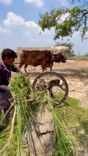 Hi Speeding Cow Operator by Chuffing Cutter Machine #shortvideo #viralshorts #chaffcutter