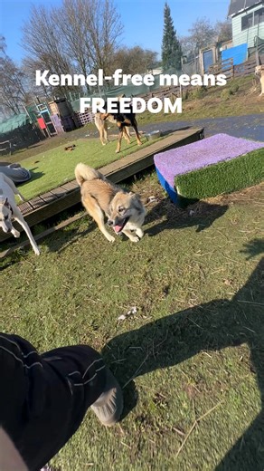 At our kennel-free rescue our dogs enjoy freedom and companionship 🐕🐕🐕 See which dogs are looking for homes at dogs4rescue.co.uk #kennelfree #therescuerevolution | Dogs 4 Rescue