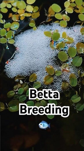 Betta Breeding | Part 1 ❤️ (Real Nesting & Mating) #shorts #bettafish